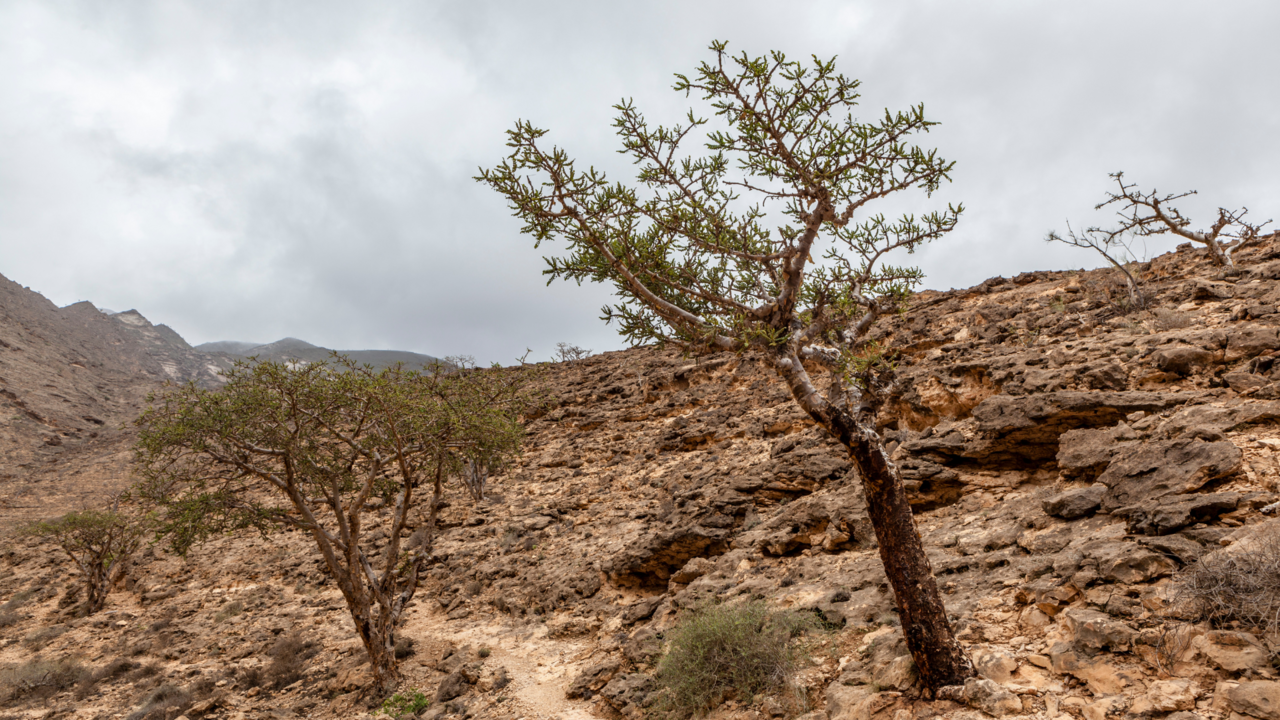 Frankincense - trees