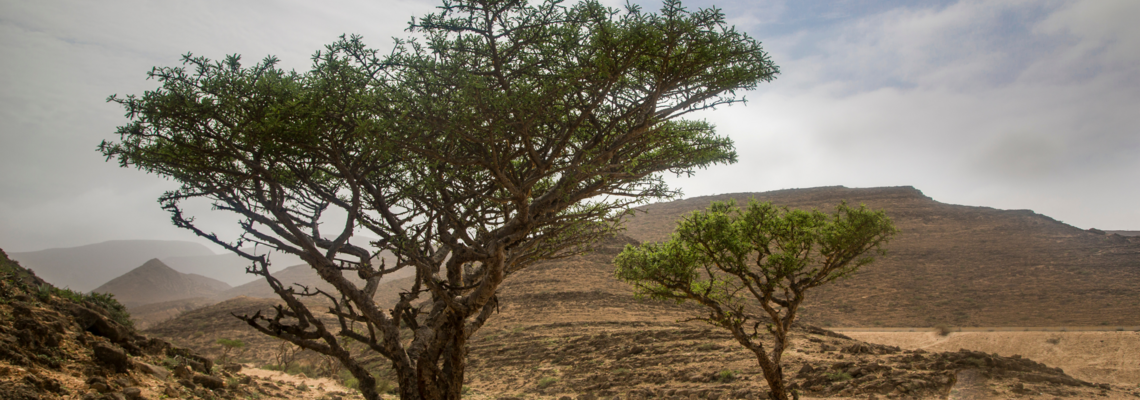 Sacred Frankincense - trees