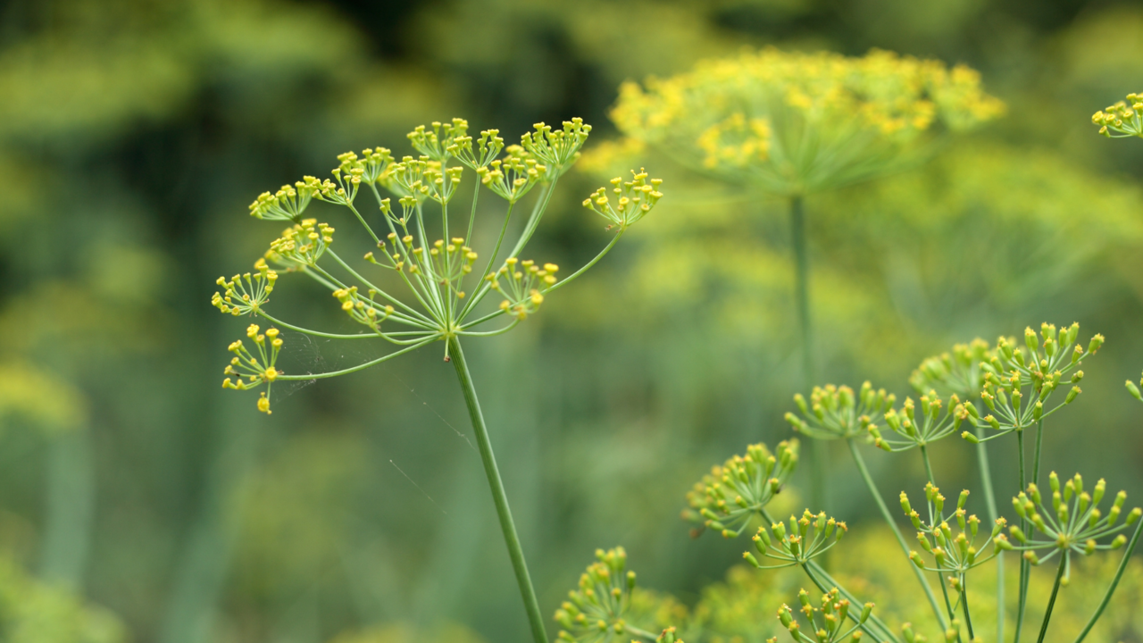 Fennel-Essential-Oil_Essentially-Us-Blog-Flowers Fennel-Essential-Oil_Essentially-Us-Blog-Flowers